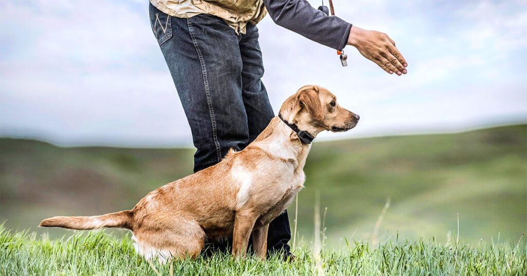 Dog E Collar Training