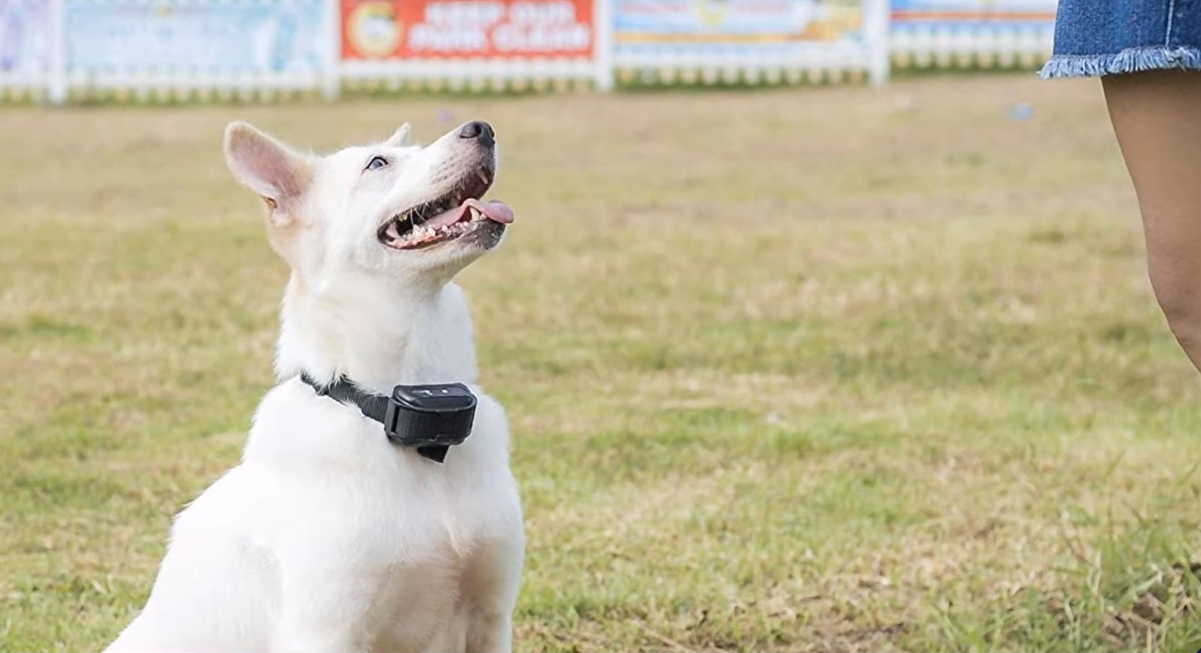 Dog E Collar Training