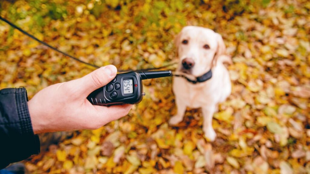 Dog E Collar Training - Dog is following the instructions