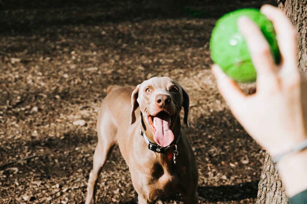 dog E Collar training